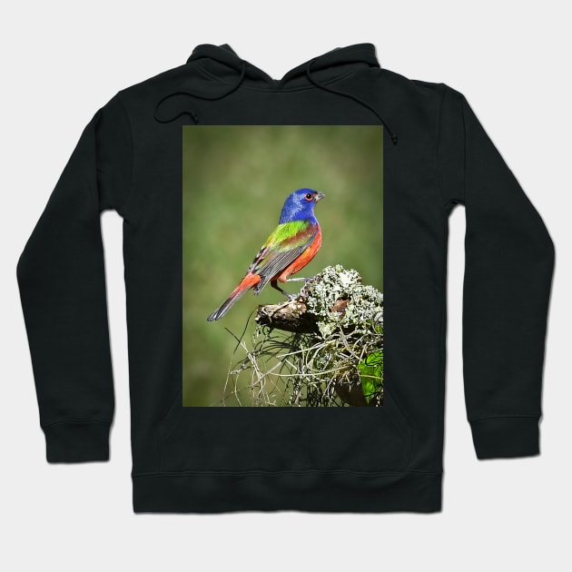 Painted Bunting Male Bird in Florida Hoodie by candiscamera